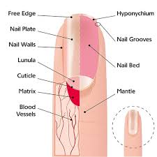 nail diagram panow