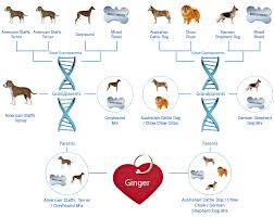 2019 Best Dog Dna Test For Your Rescue Dog