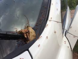 ants in your car here s how to get rid