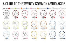 amino acid chart explaining each kind