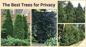 The Best Trees For Privacy Screening In
