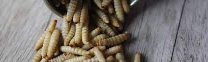 Wax Worms Learn About Waxworms How