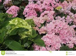 Blooming Light Green And Pink Hydrangea In June Stock Photo