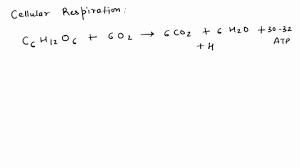 Equation For Cellular Respiration