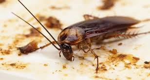 how to get rid of roaches naturally