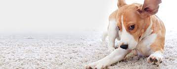 why do dogs always puke on carpet wag