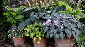 best container plants for shade 8