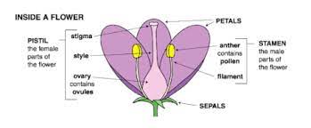 The stamen, which is male, produces pollen; Sexual Selection In Flowering Plants Wikipedia
