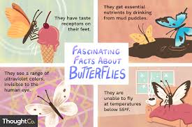 Creative play and learning for kids. 10 Fascinating Facts About Butterflies
