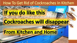of roaches in kitchen cabinets