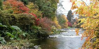 mount usher gardens dublin garden trail