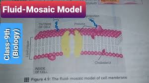 fluid mosaic model cell membrane