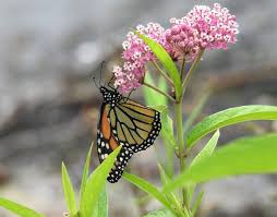 monarch erflies depend on the milkweed