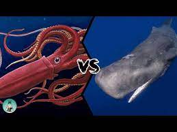 giant squid vs whale who would