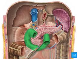 The ileocecal valve of the ileum (small intestine) passes material into the large intestine at the cecum. Small Intestine Anatomy Location And Function Kenhub