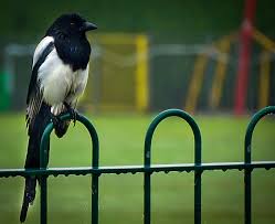 the bad boy in the playground paul