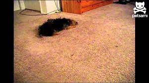dog mops the floor with his face you