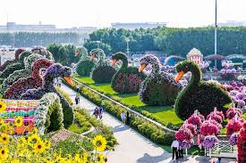 dubai miracle garden reopens for 11th