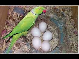 indian ringneck parrots eggs aile