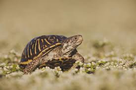 How To Care For Ornate Box Turtles
