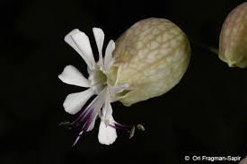 Silene vulgaris (Moench) Garcke | Plants of the World Online | Kew ...