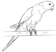Maybe you would like to learn more about one of these? Rose Ringed Parakeet Coloring Page From Parakeet Category Select From 20946 Printable Crafts Of Carto Drawing Tutorial Realistic Drawings Step By Step Drawing