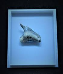 Select from premium tiger shark teeth of the highest quality. Tiger Shark Tooth Galeocerdo Contortus