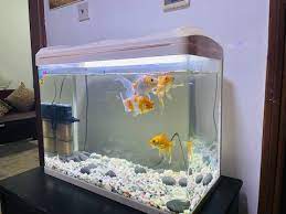 https://sharjah.dubizzle.com/classified/pets/pet-accessories/aquariums-fishreptile-supplies/ gambar png