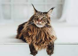 maine cat breed health and care