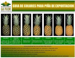 how to select a pineapple