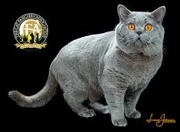 We breed specifically for demeanor and well being and magnificence. British Shorthair Top Cats The Cat Fanciers Association Inc