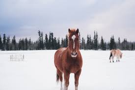 Horses Feel Cold