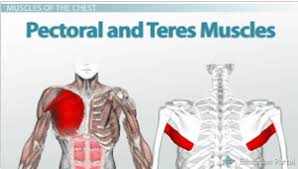 The chest anatomy includes the pectoralis major, pectoralis minor & serratus anterior. Function Anatomy Of The Muscles Of The Chest And Abdomen Video Lesson Transcript Study Com