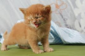 cat jokes 41 kitty quips too pawsome