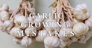 7 Unfortunate Garlic Growing Mistakes