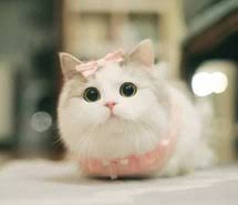 Image result for cute animals