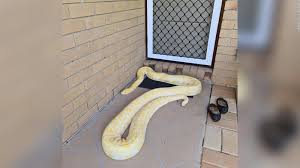 The largest living snakes in the world, measured either by length or by weight, are various members of the boidae and pythonidae families. Australian Woman Finds Huge Burmese Python On Her Porch Cnn