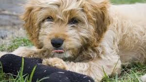 Puppyfinder.com is your source for finding an ideal puppy for sale in usa. Cavoodle Dogs 101 Fun Facts History Tips And How To Get One