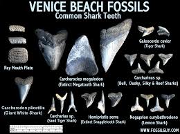Fossilguy Com Guide To Venice Beach Fossil Shark Teeth Hunting
