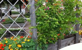When To Choose A Raised Bed Garden