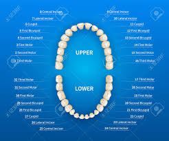 Adult Human Mouth With Tooth Numbering Chart On Blue Background