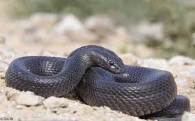 bitten by poisonous biblical snakes