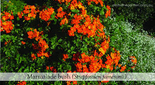 Full sun to part shade. Five 5 Small Winter Flowering Shrubs About The Garden Magazine