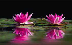 pink flowers water lilies reflection in