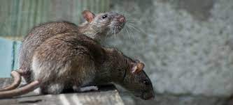 how to get rid of rats in the garden