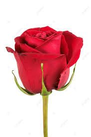 one red rose concepts beauty simplicity