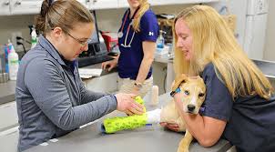 As pet owners, we all know the day will come when we will have to say so long to our good friends. Pet Emergency And Urgent Care Near Me Hickory Veterinary Hospital