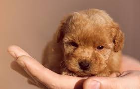 teacup poodle a complete guide to