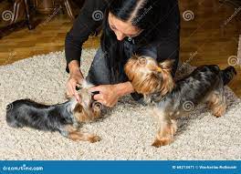 Woman is Making a Top Knot on a Dog S Head, the Other Dog is Nea Stock  Image - Image of breed, nice: 68213471