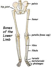 When you stand or walk, all the weight of your upper body rests on them. The Femur Upper Leg Patella Kneecap And The Tibia Fibula Lower Leg Lower Leg Bones Lower Limb Body Bones